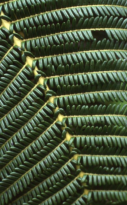 WT 0070 001-20 Hawaii.jpg